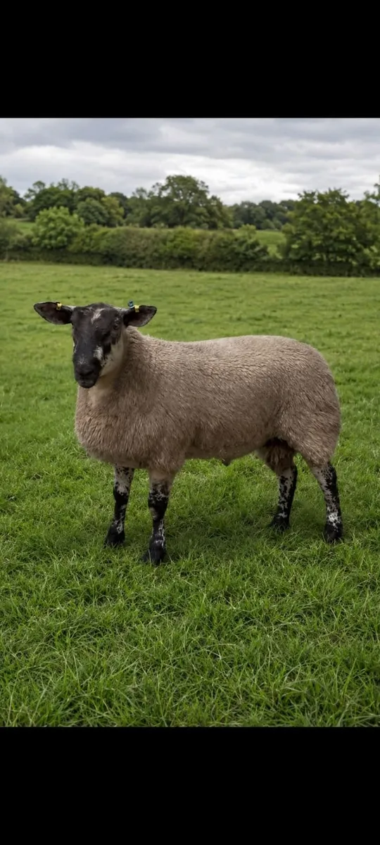 Pb Suffolk and  a suftex  ram lamb - Image 1