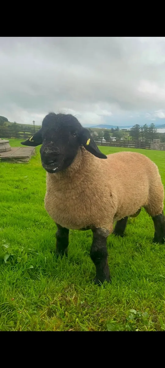 Pb Suffolk and  a suftex  ram lamb - Image 2