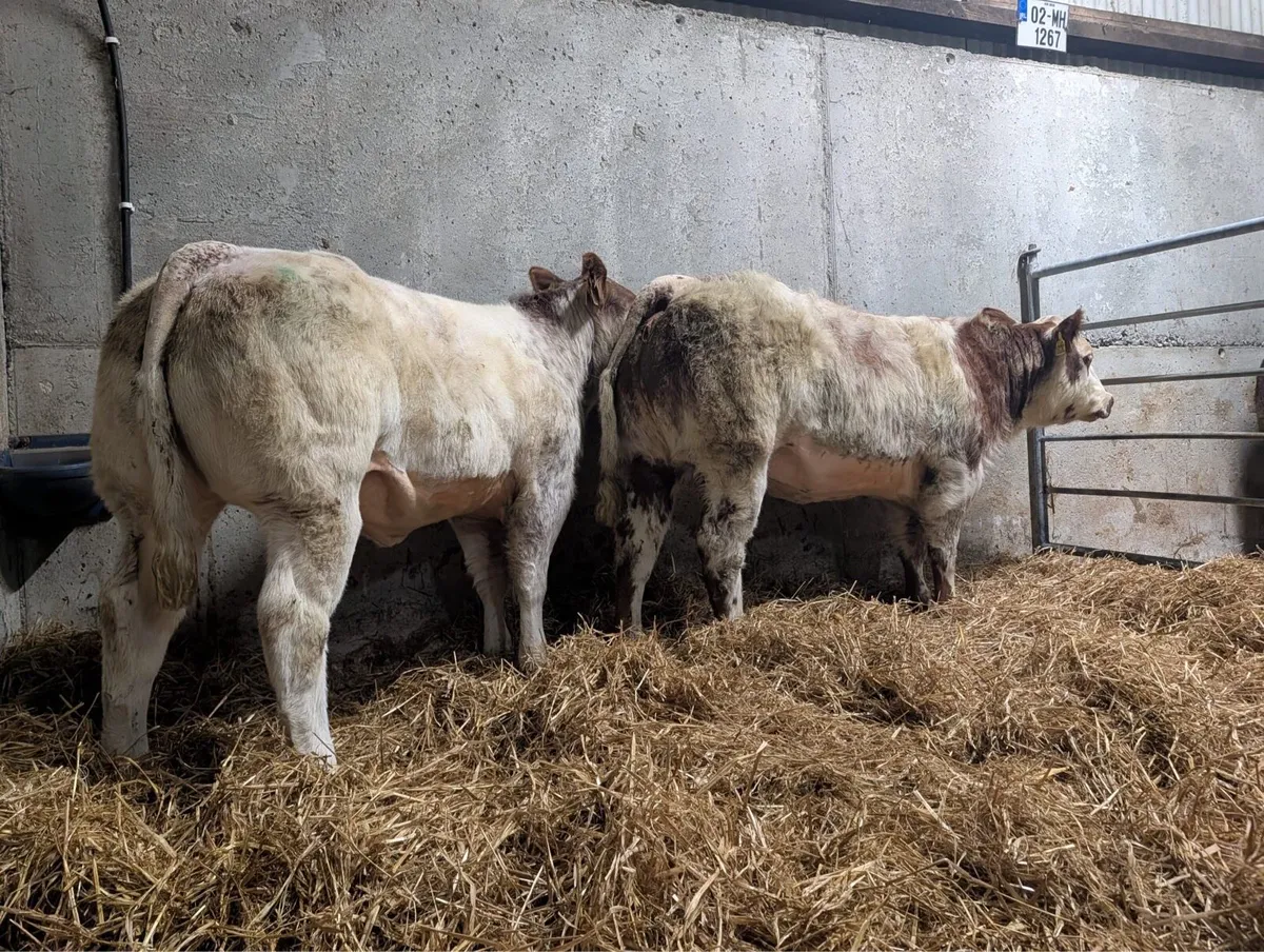 Belgian Blue X Heifers - Image 1