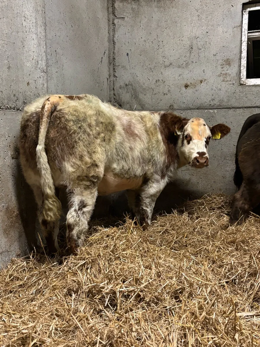 Belgian Blue X Heifers - Image 2