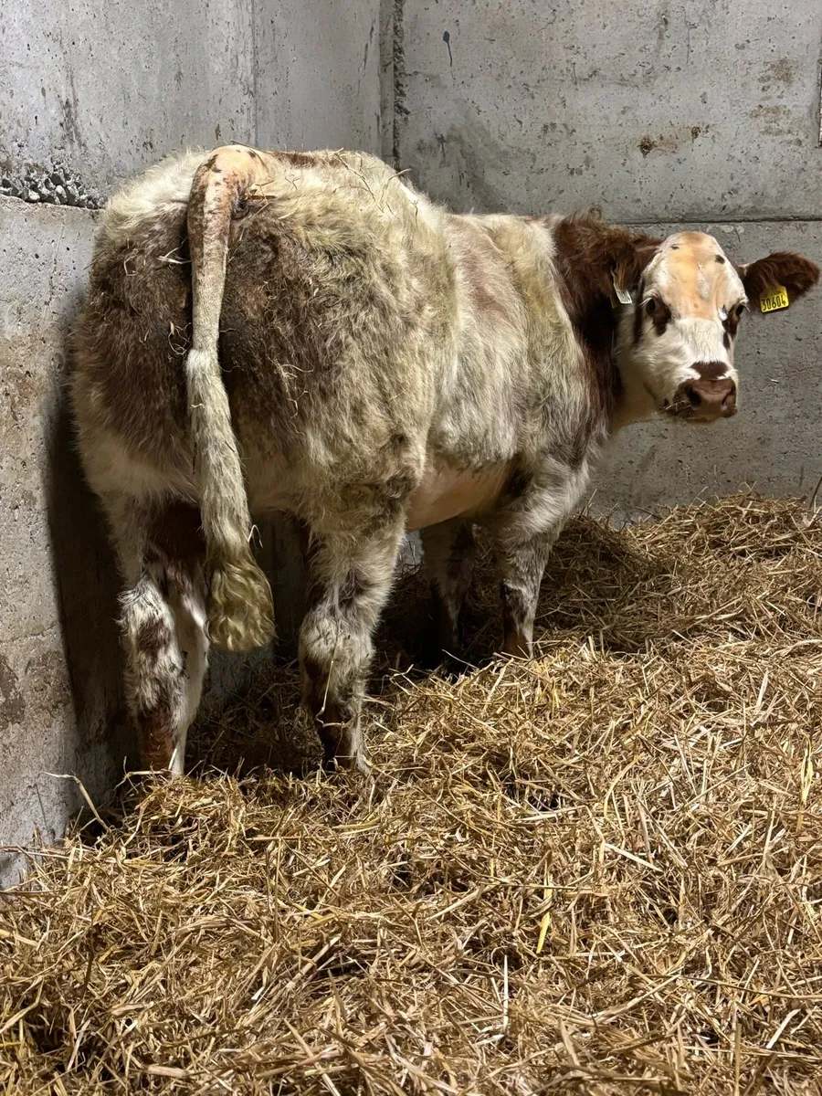 Belgian Blue X Heifers - Image 3