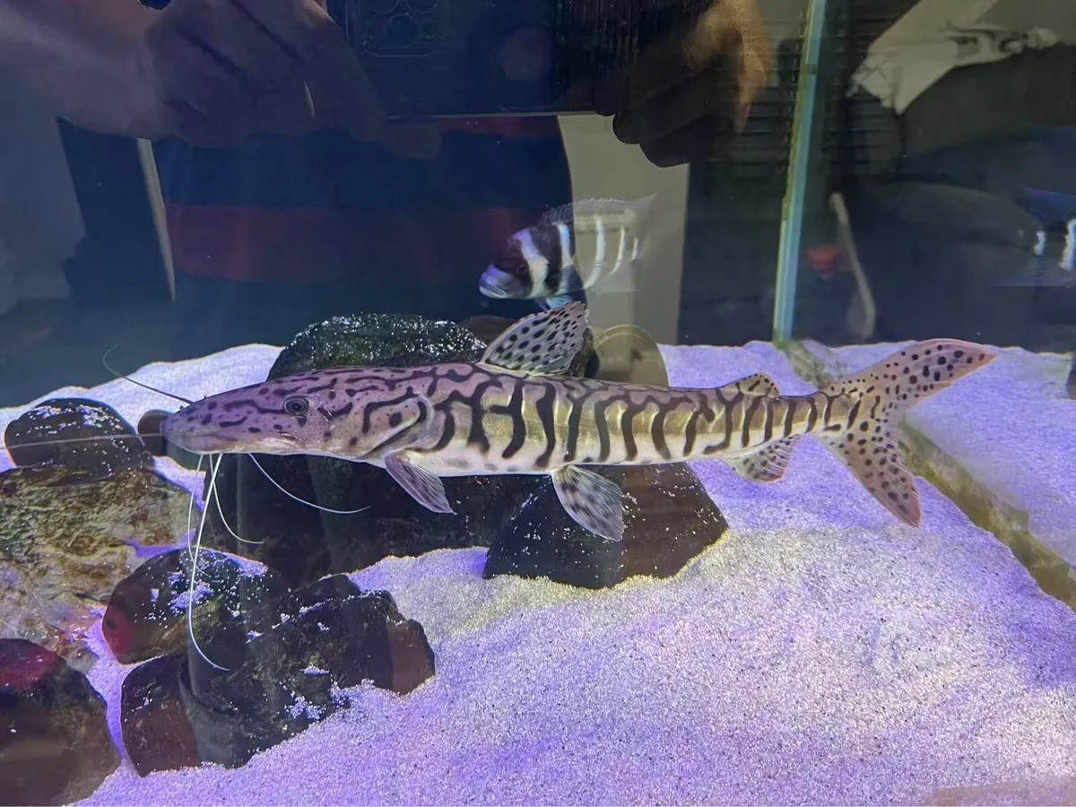 Fish - Image 1