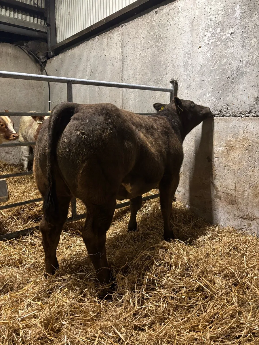 Belgian Blue X Heifer - Image 1