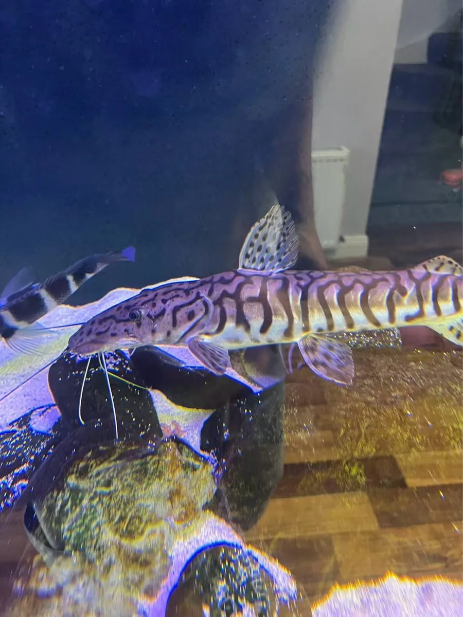 Fish - Image 2