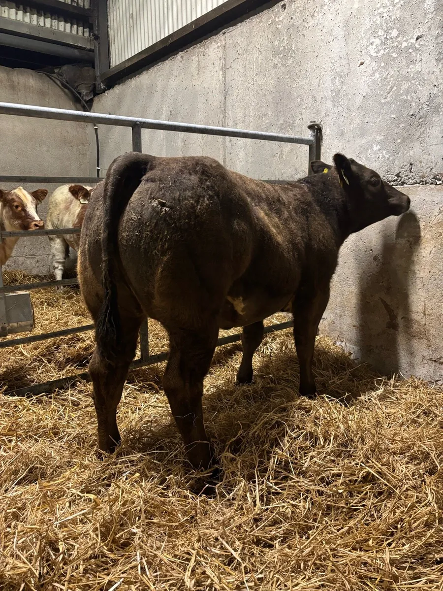 Belgian Blue X Heifer - Image 2
