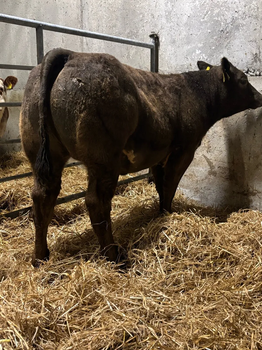 Belgian Blue X Heifer - Image 3