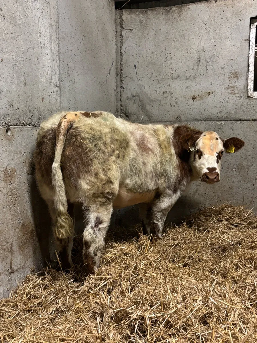Belgian Blue X Heifers - Image 4