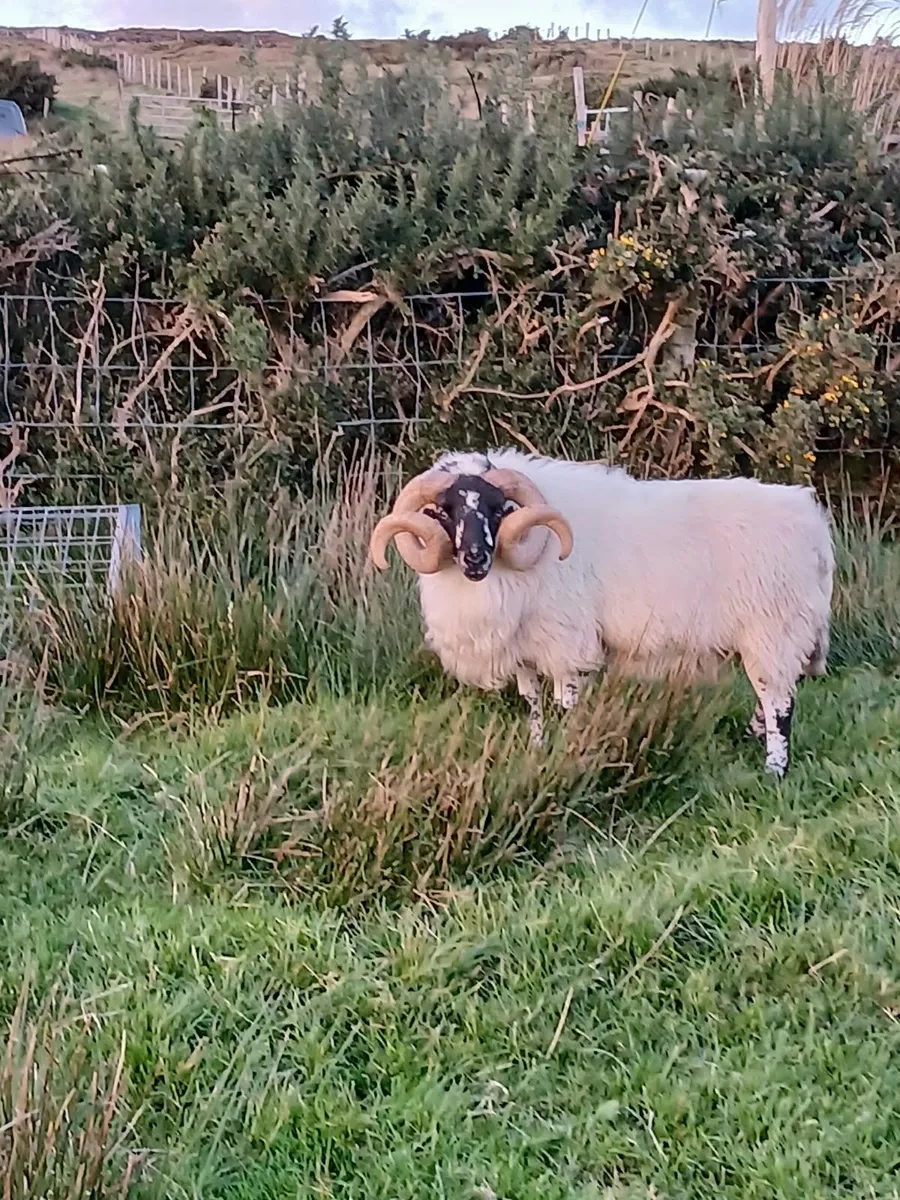Aged Ram - Image 2