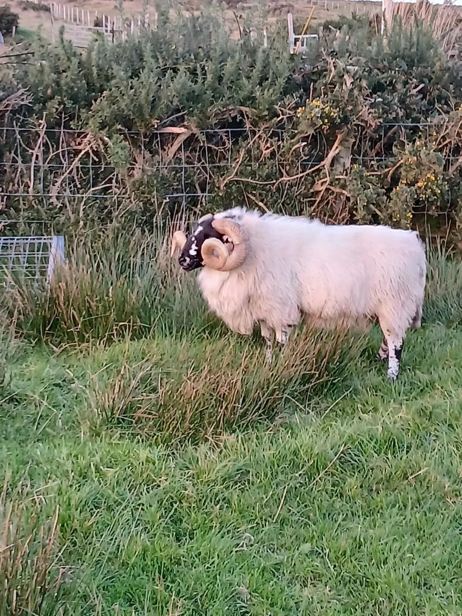 Aged Ram - Image 1