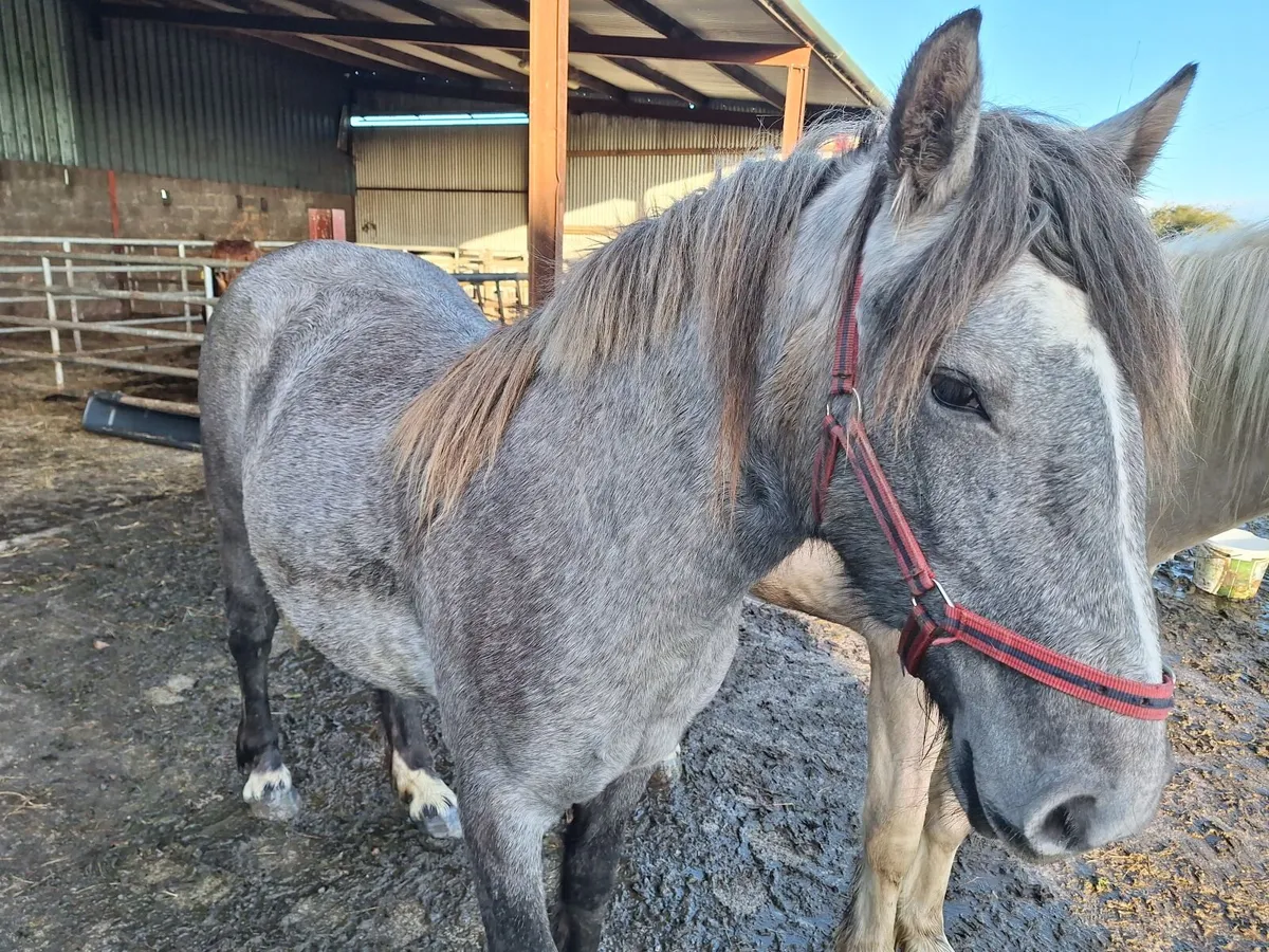 Yearling filly - Image 3