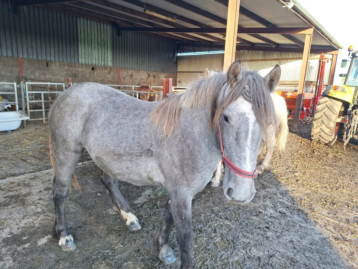 Yearling filly - Image 4
