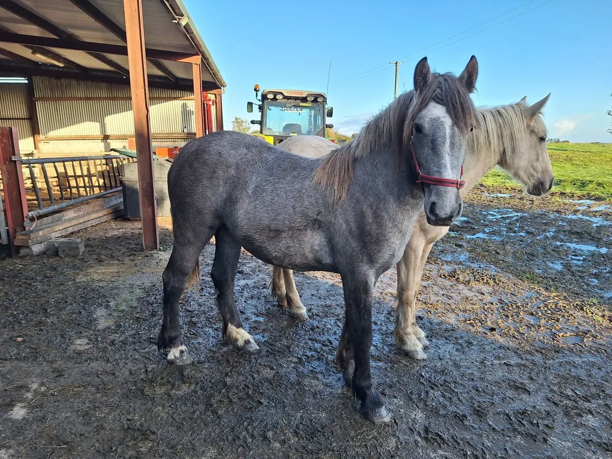 Yearling filly - Image 2