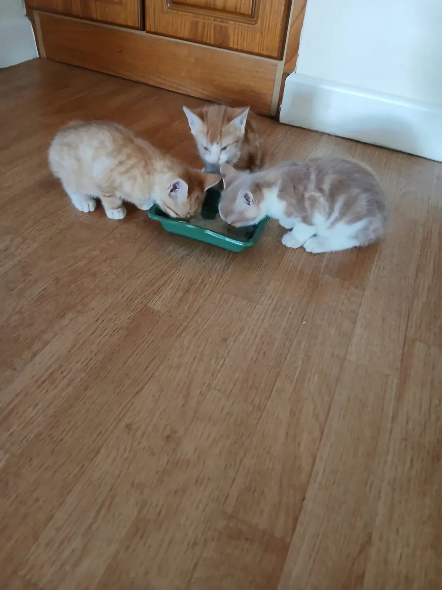 Kittens very friendly - Image 1
