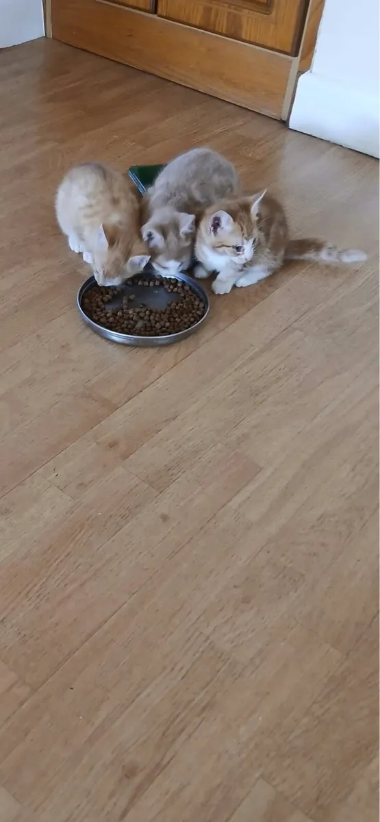 Kittens very friendly - Image 2