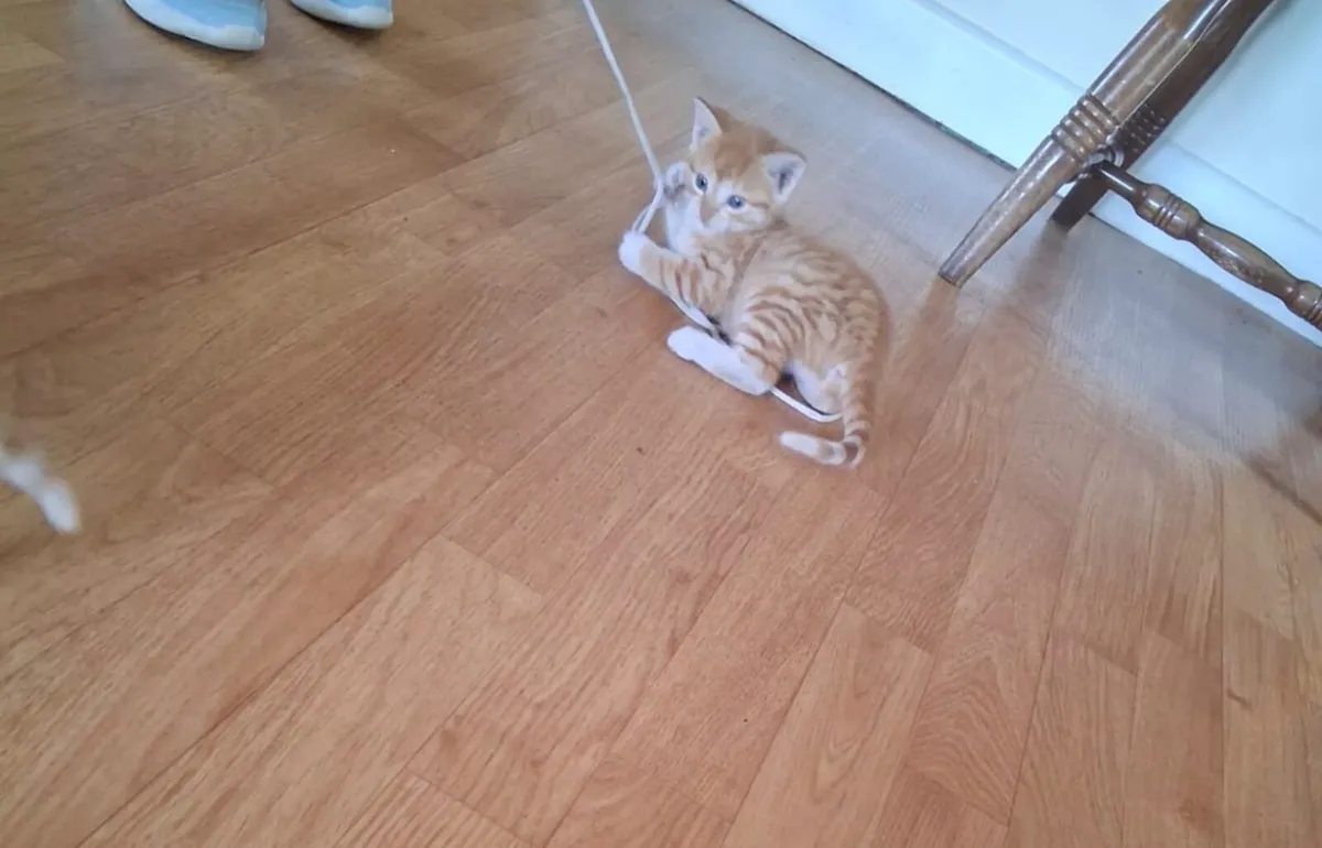 Kittens very friendly - Image 4