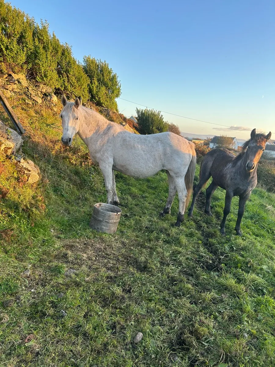 Mare and foal - Image 1