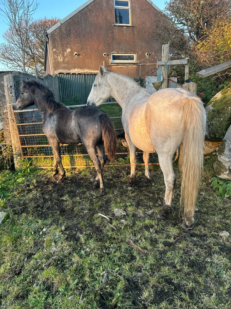 Mare and foal - Image 2