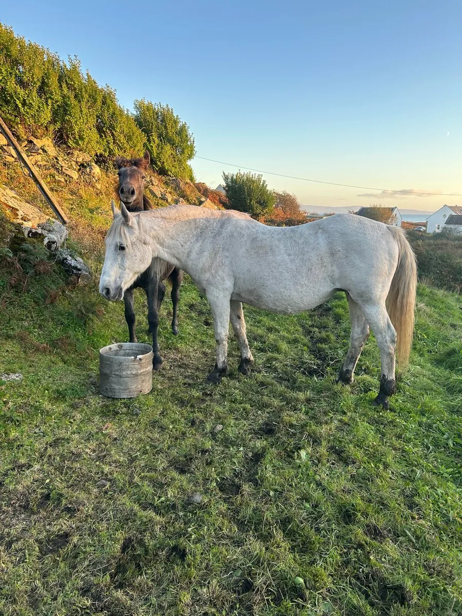 Mare and foal - Image 3