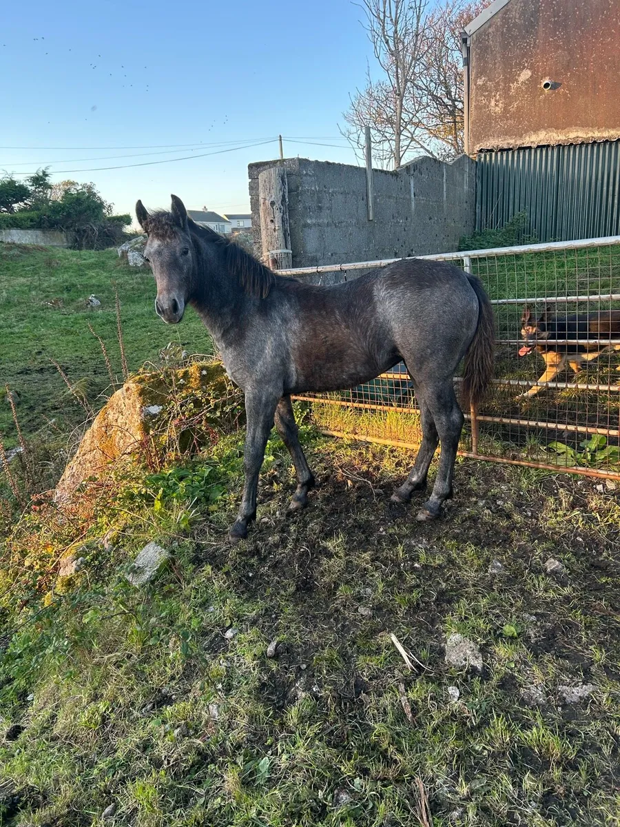 Mare and foal - Image 4