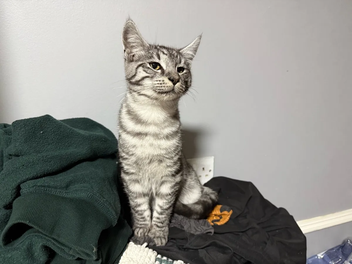 Half Maine coon kitten - Image 1