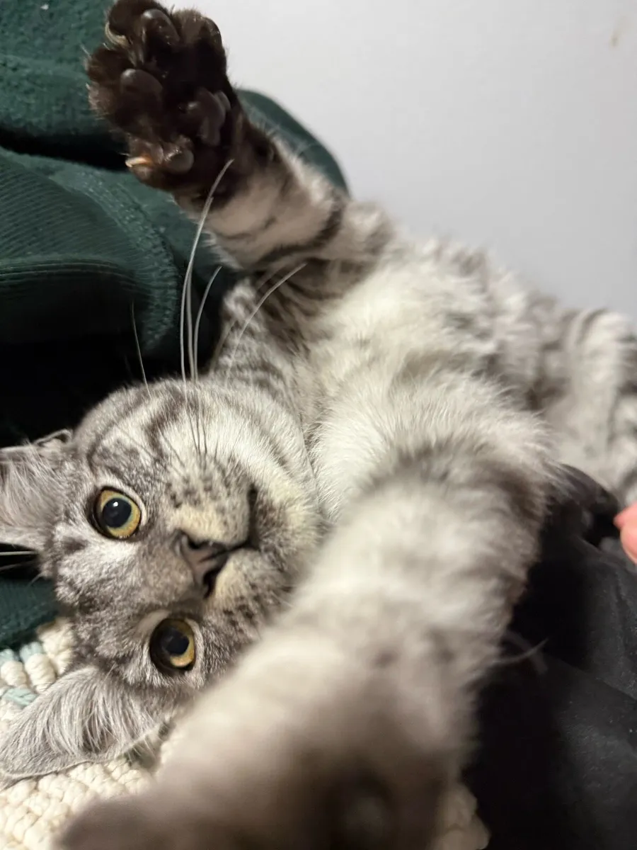 Half Maine coon kitten - Image 2