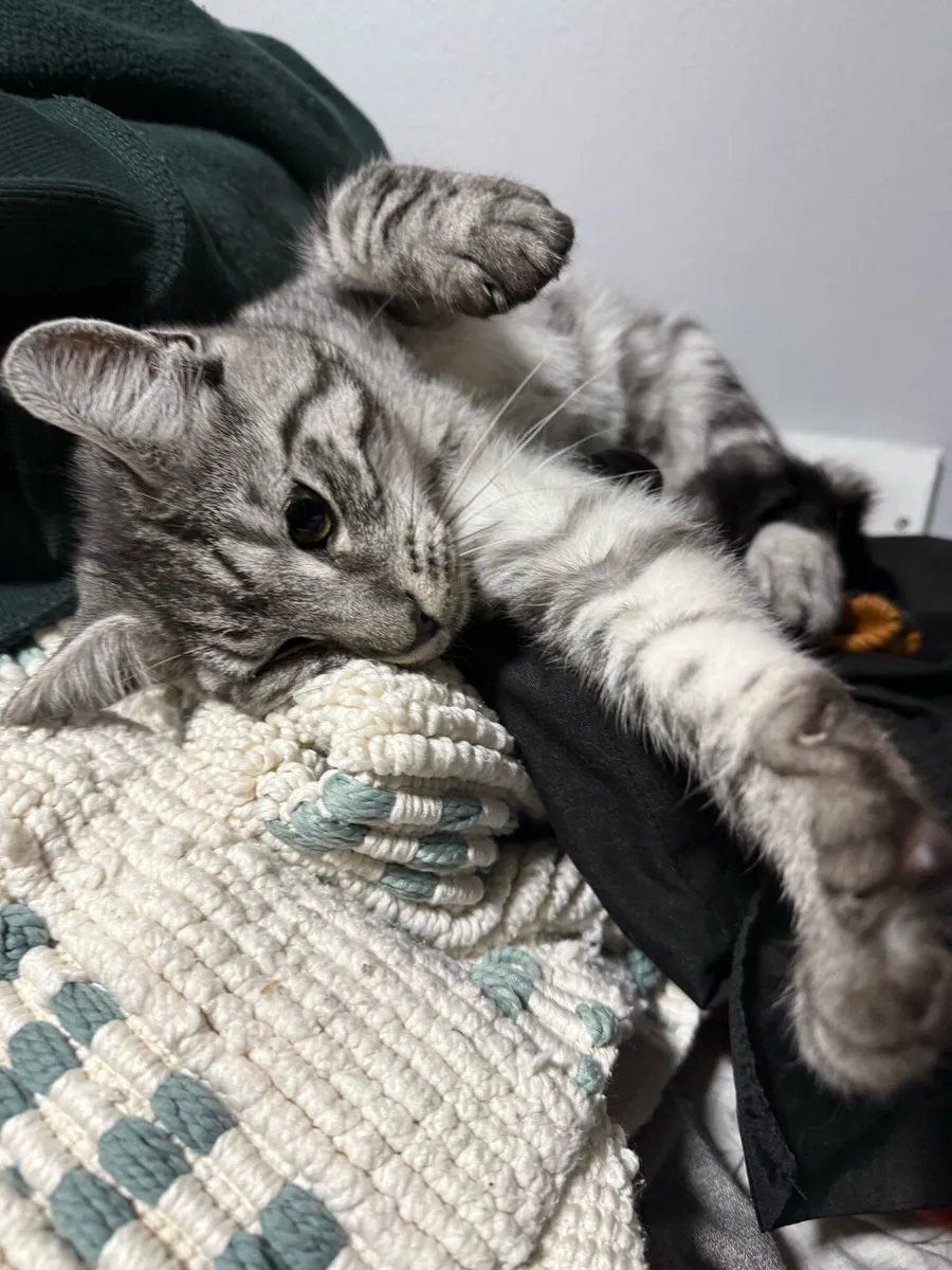 Half Maine coon kitten - Image 3