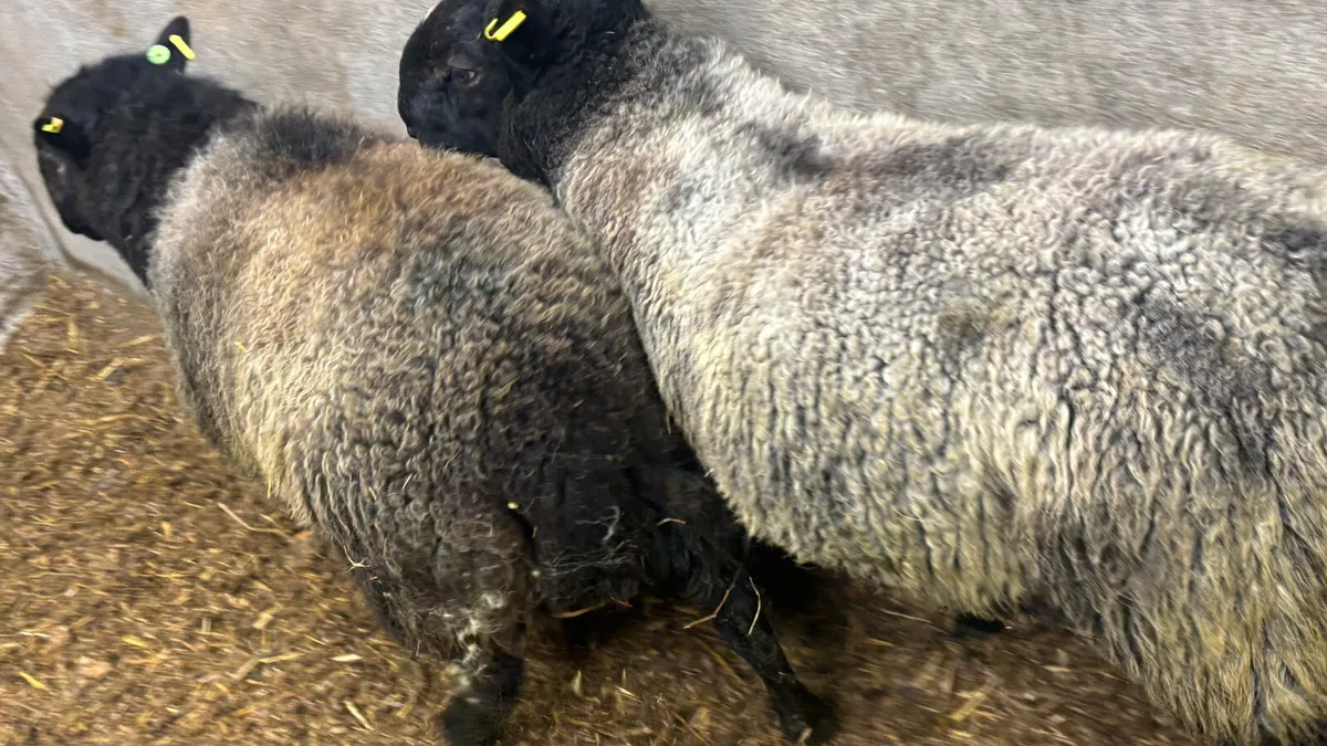 2 SIS Black Cheviot Ram Hoggets - Image 4