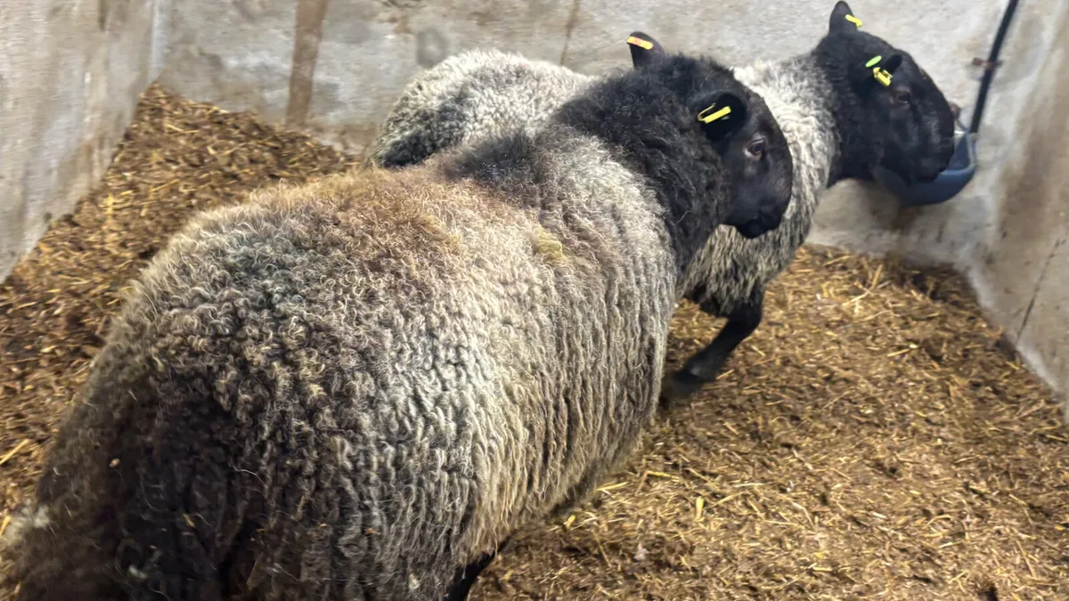 2 SIS Black Cheviot Ram Hoggets - Image 2