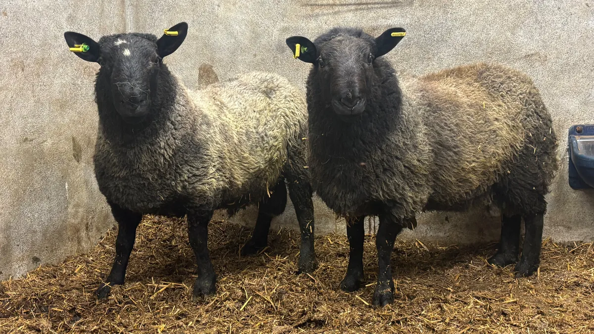 2 SIS Black Cheviot Ram Hoggets - Image 1