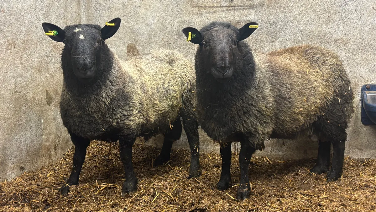 2 SIS Black Cheviot Ram Hoggets - Image 3