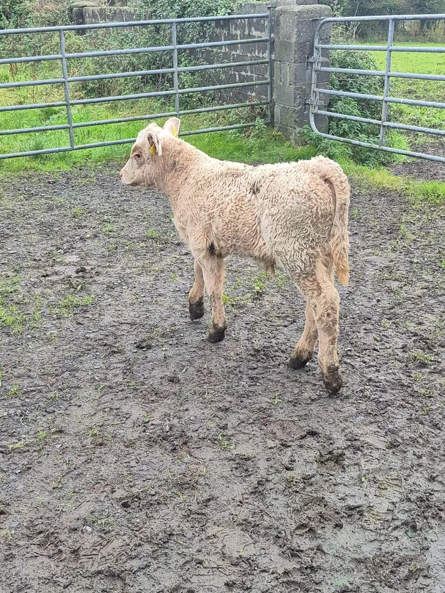 Charolais Bull Calf for sale - Image 2