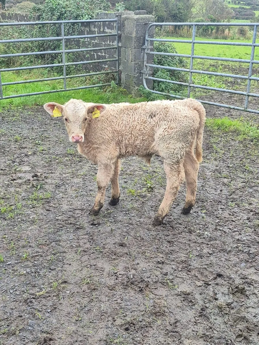 Charolais Bull Calf for sale - Image 1
