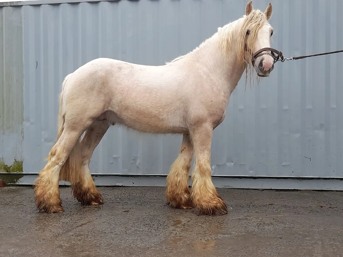 Yearling filly - Image 3