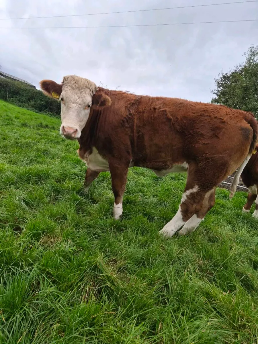 Sim heifers - Image 2