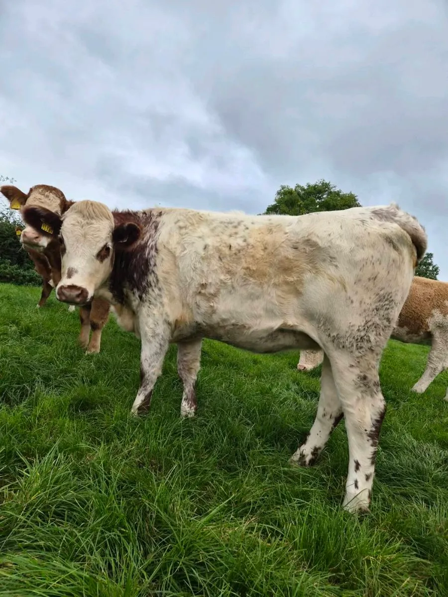 Sim heifers - Image 3