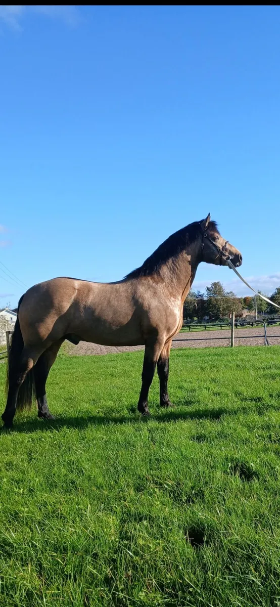 Connemara Colt - Image 1