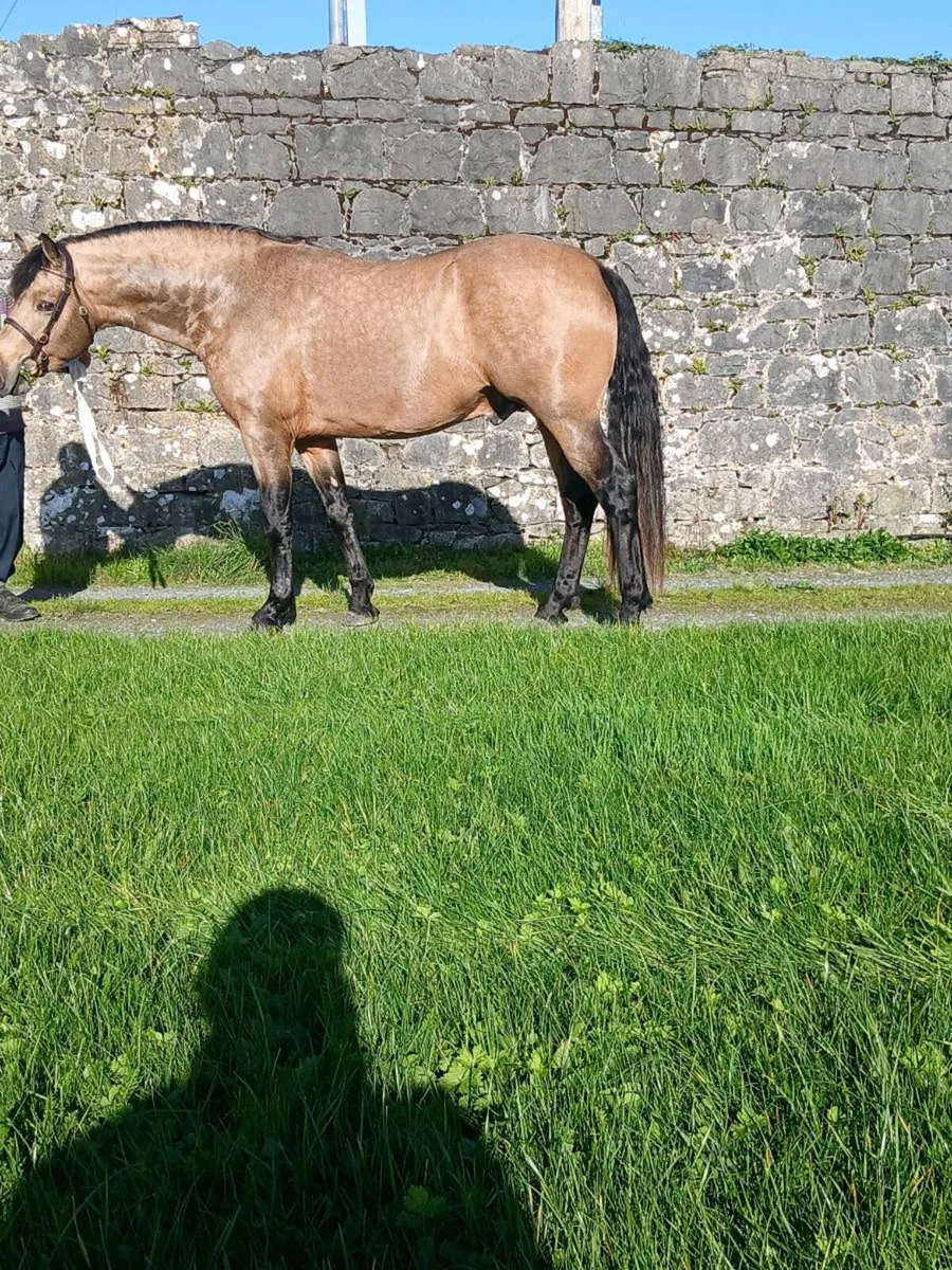 Connemara Colt - Image 2