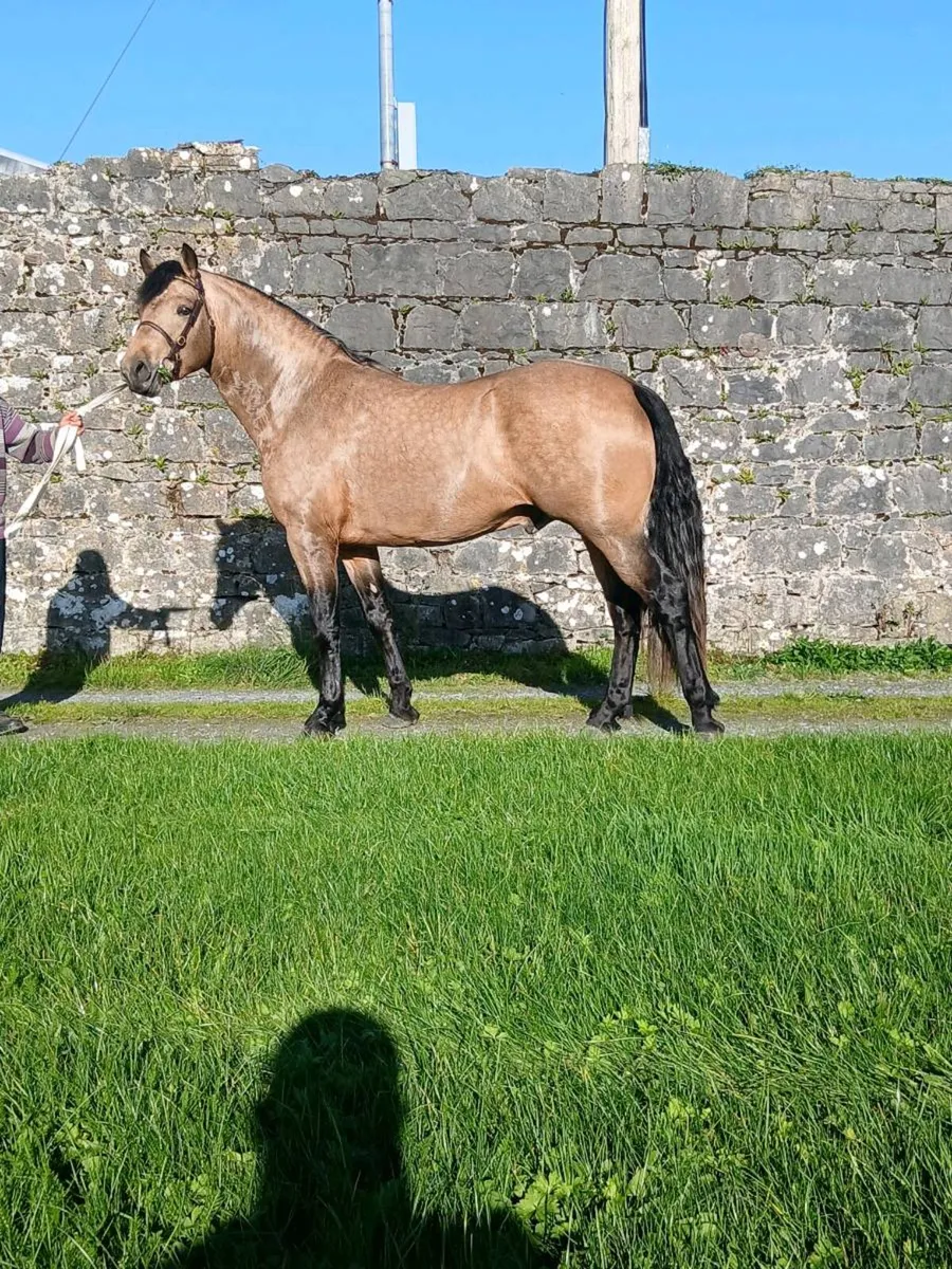 Connemara Colt - Image 3