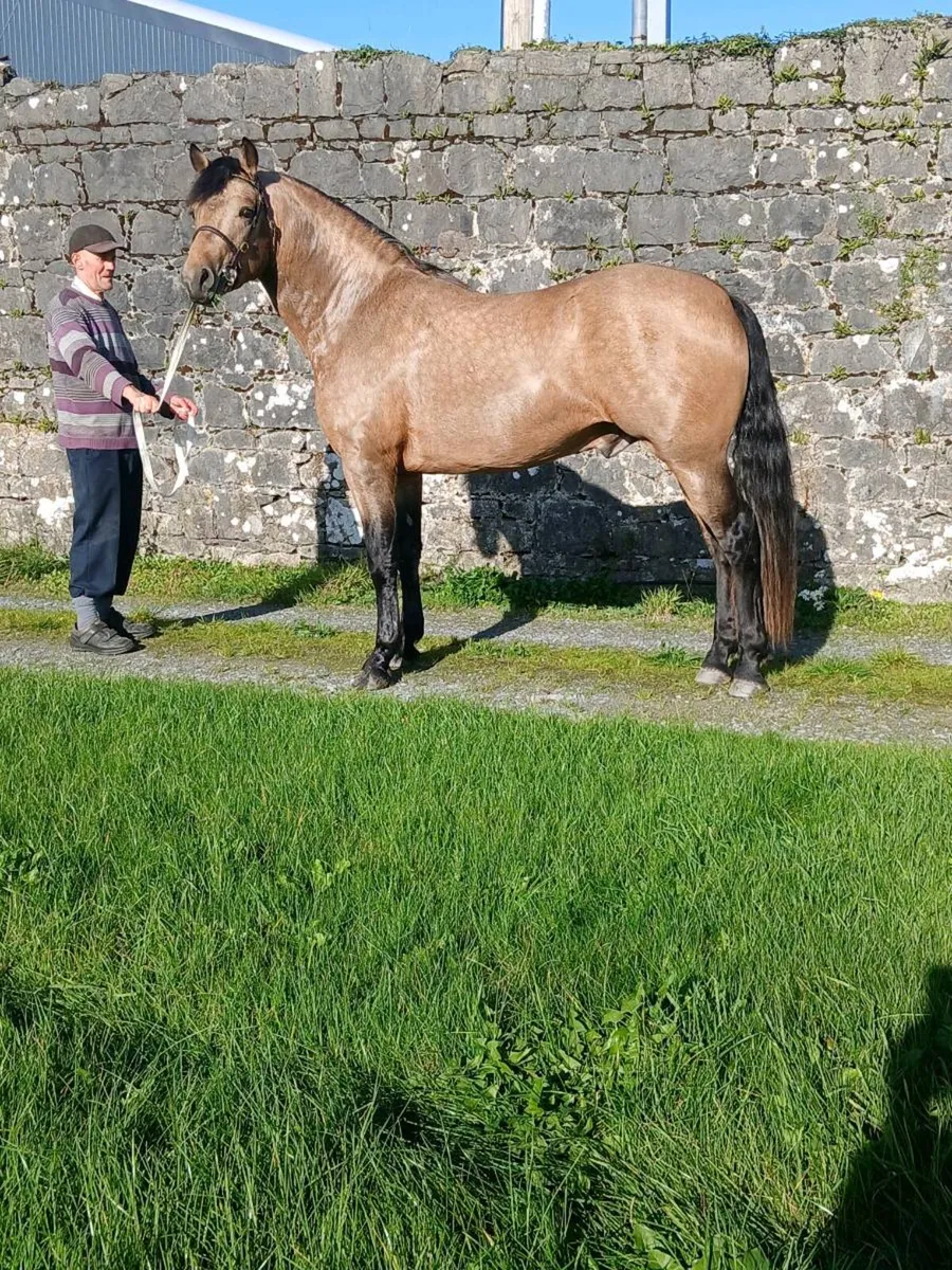 Connemara Colt - Image 4