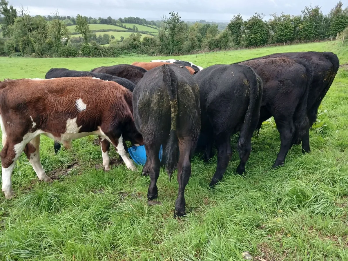 Bulls - Image 2