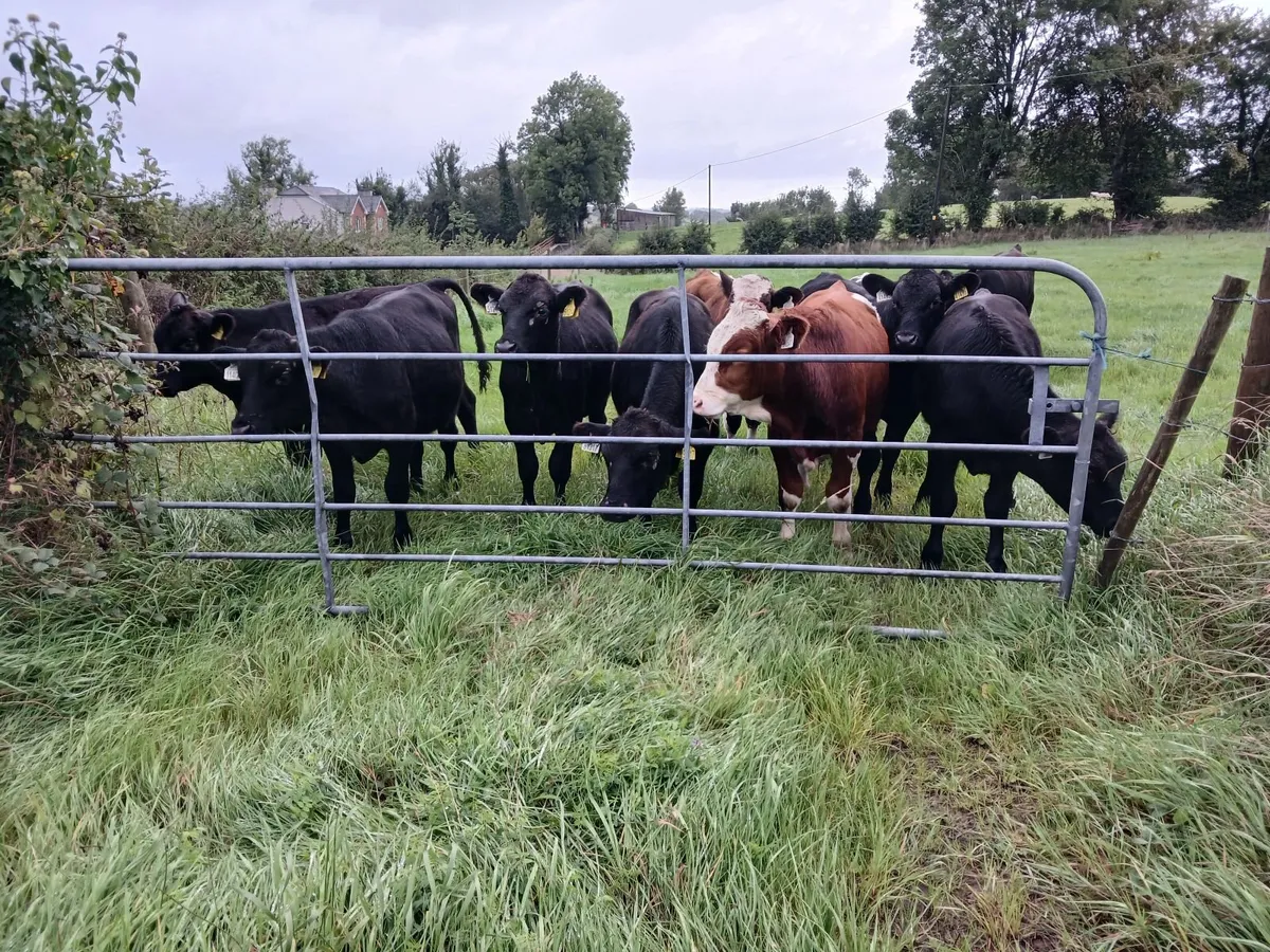 Bulls - Image 3