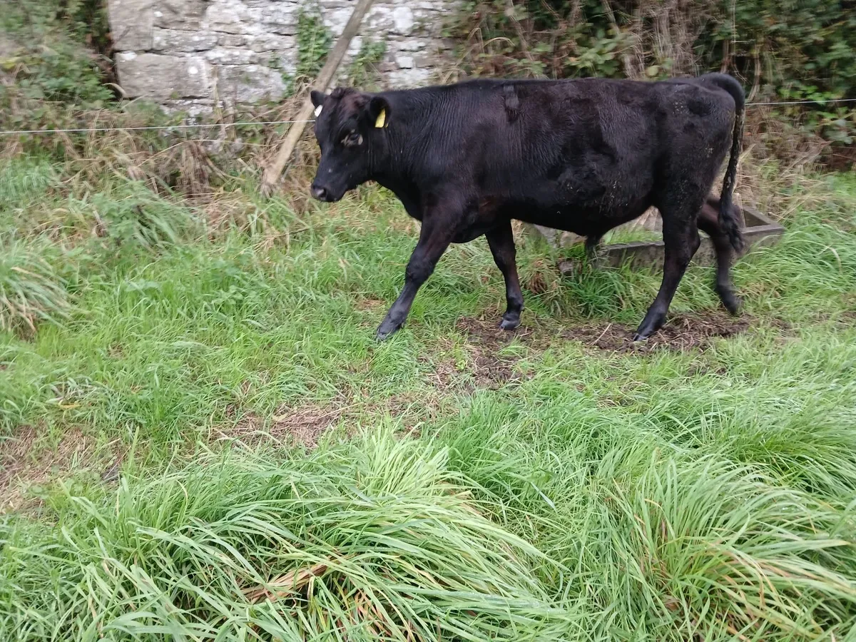 Bulls - Image 4