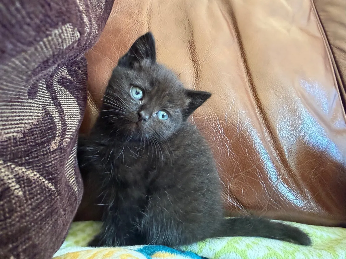 Kittens - Image 3