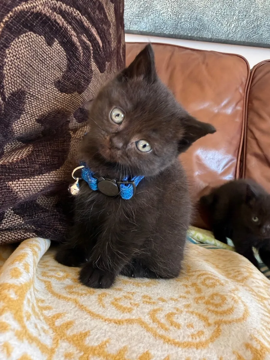 Kittens - Image 1