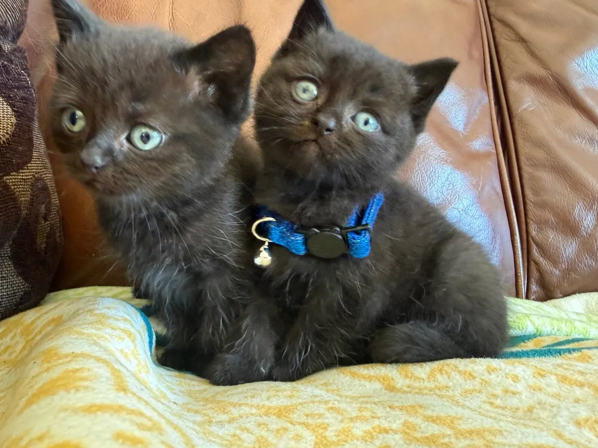 Kittens - Image 2