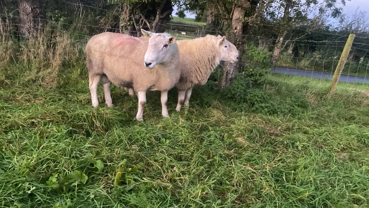 SIS Wicklow cheviot Rams - Image 2