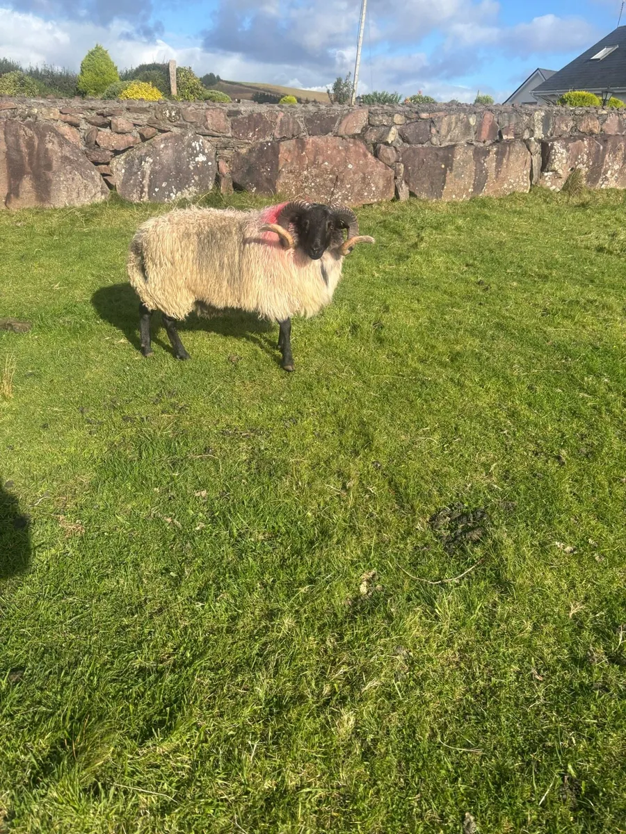 Hogget ram sis - Image 2