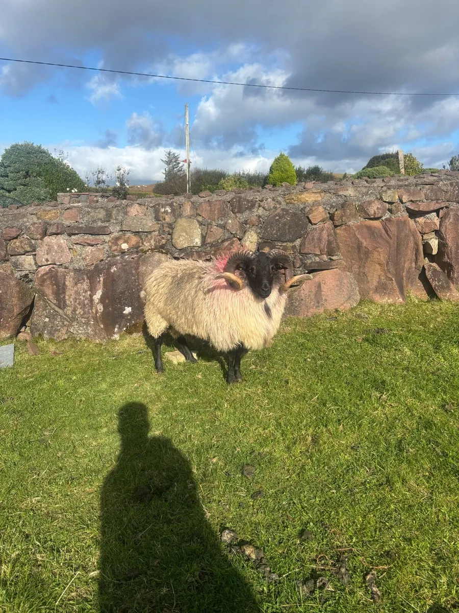 Hogget ram sis - Image 3