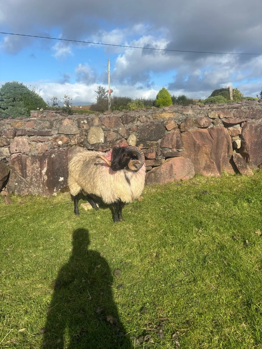 Hogget ram sis - Image 1