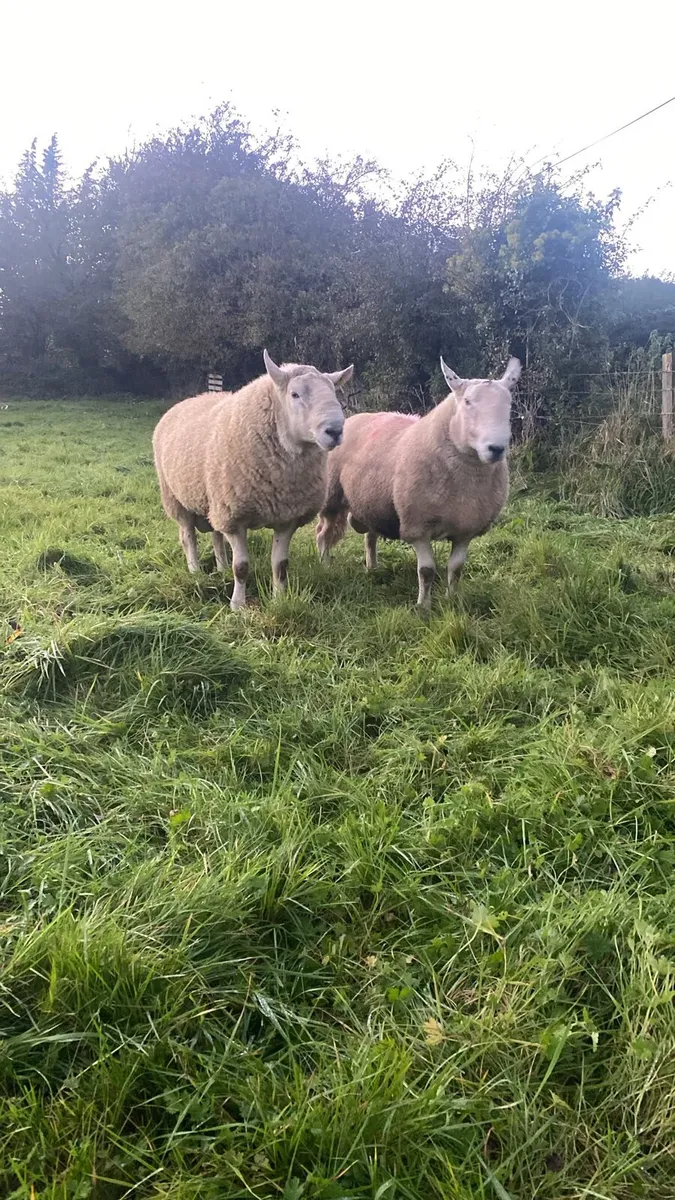 SIS Wicklow cheviot Rams - Image 3